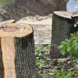 Корчевание пней на участках, кладбищах в Казани, Казань